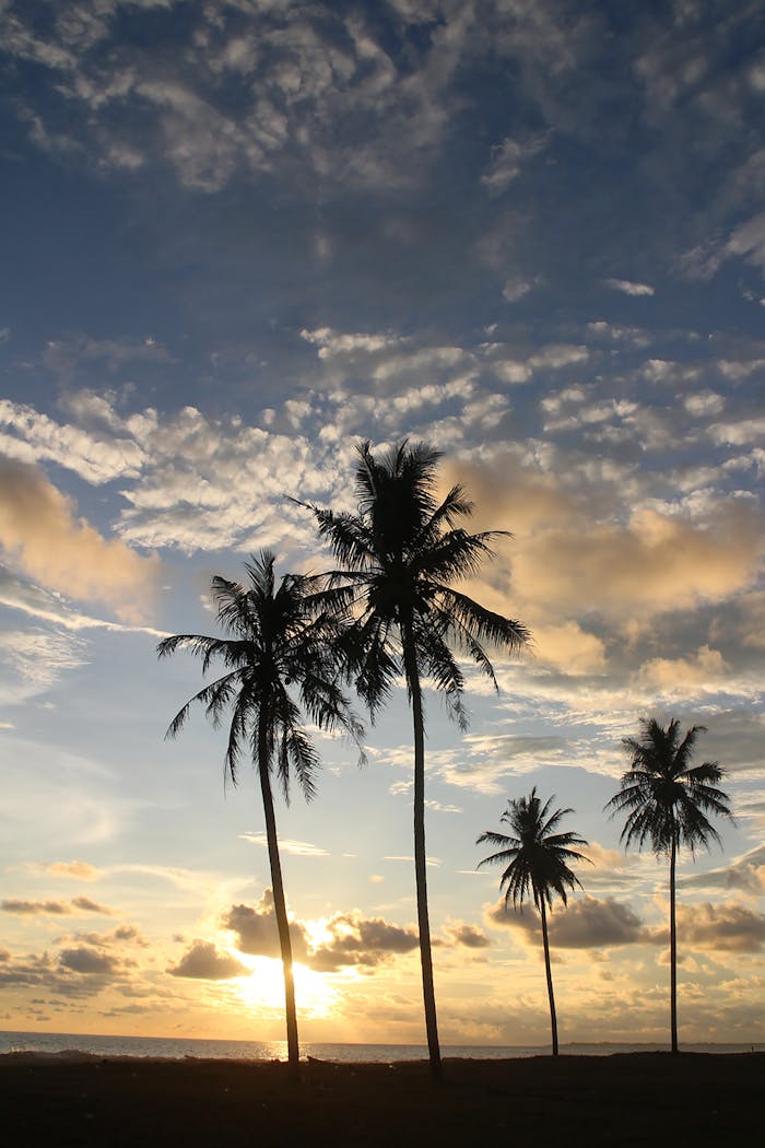 A peaceful sunset over coconut trees in Meulaboh, Aceh, Indonesia, showcasing a tranquil beach scene.